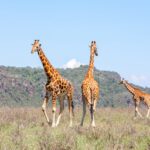 Safari in sončni zahodi: Romantično raziskovanje Kenije