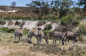 Safari skozi srce divjine: Odkrivanje naravnega bogastva Južne Afrike