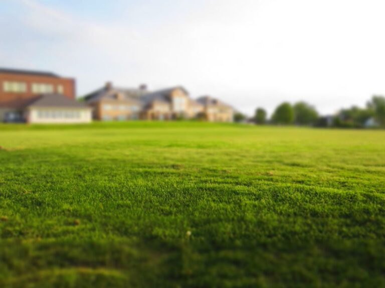 Kako pravilno vzdrževati trato?